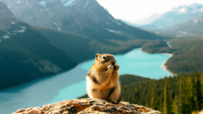 Kanada Alberta Peyto Lake Eichhörnchen Foto Stevin Tuchiwsky